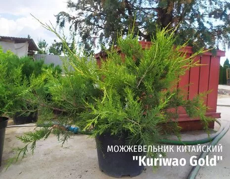 Kuriwao Gold